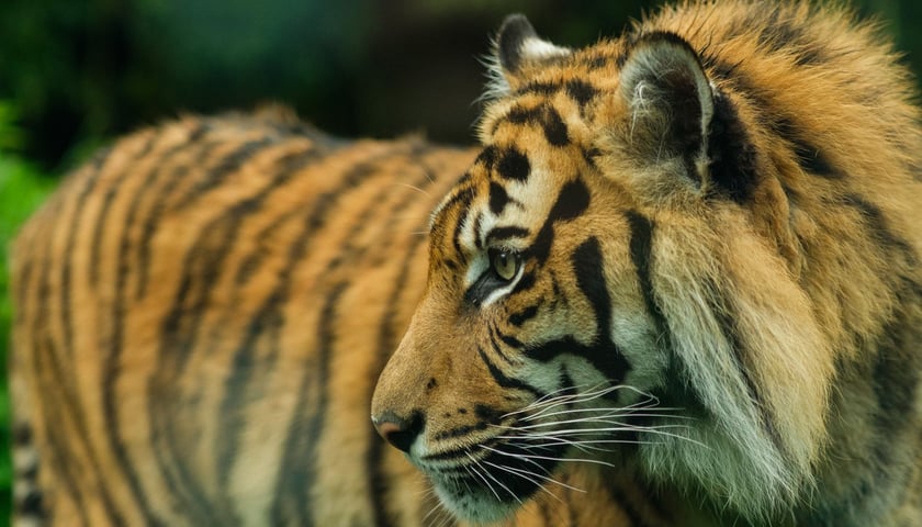 Tygrys sumatrzański z wrocławskiego zoo
