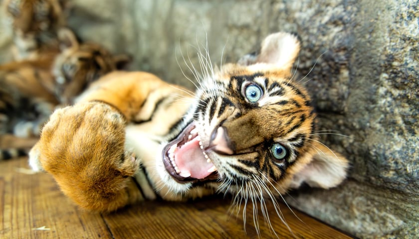 Tygrys sumatrzański z wrocławskiego zoo