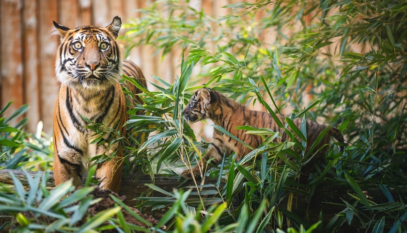 Tygrysy sumatrzańskie z wrocławskiego zoo