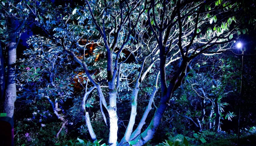 Iluminacje Różaneczników w Arboretum Wojsławice