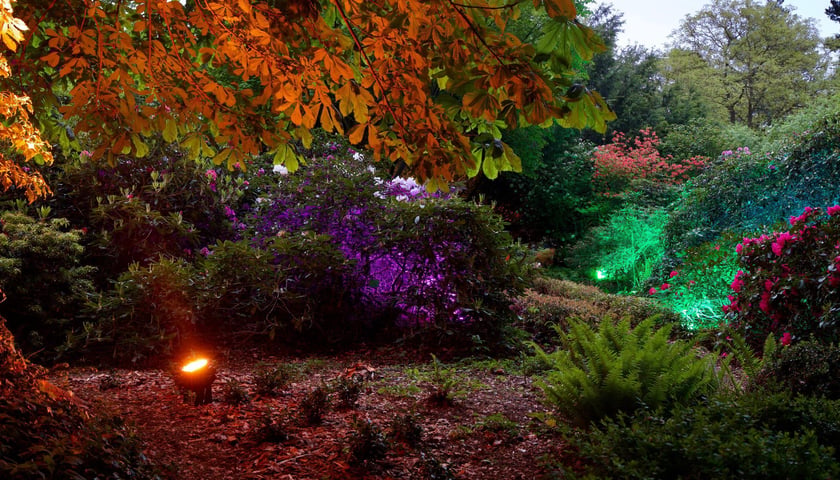 Iluminacje Różaneczników w Arboretum Wojsławice