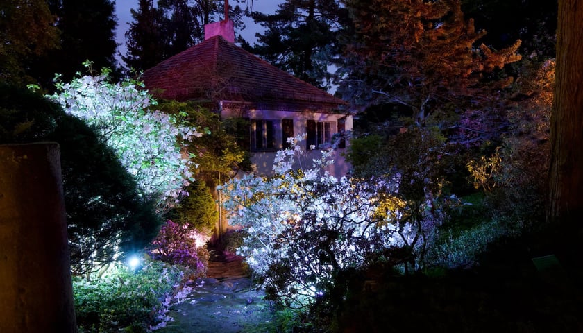 Iluminacje Różaneczników w Arboretum Wojsławice