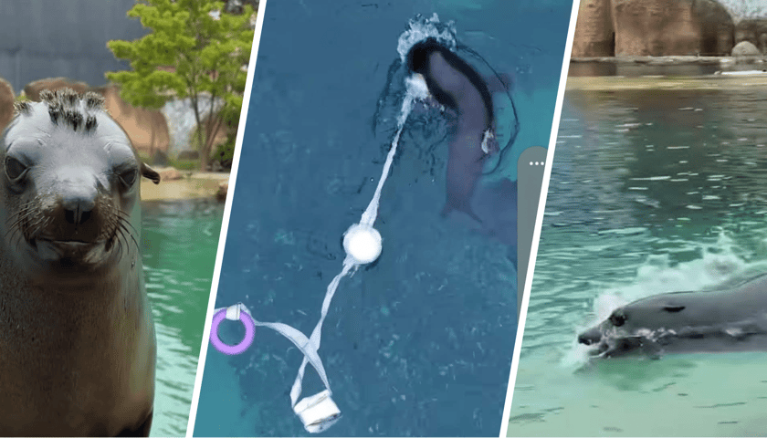 KOlaż 3 kadrów z filmu przygotowanego przez wrocławskie zoo. Od lewej: Nahla, samica kotika arykańskiego, tort z połączonych wężem strażackim brył lodu z rybami, płynący kotik