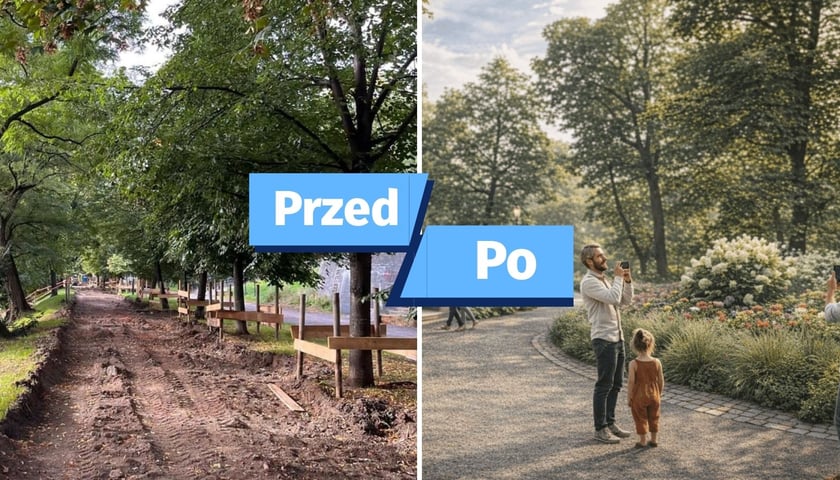 Zdjęcie pokazuje porównanie „przed” i „po”: po lewej stronie rozkopana droga gruntowa w otoczeniu drzew, a po prawej stronie widać gotową, wybrukowaną alejkę w parku z ludźmi robiącymi zdjęcia i kwitnącymi krzewami. Rozpoczęła się renowacja Promenady Staromiejskiej