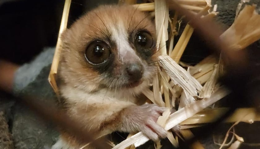 Lemurek kasztanowaty, który przyjechał do wrocławskiego zoo z Pragi