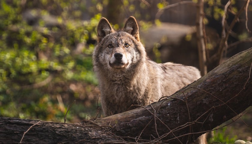 Wilk z wrocławskiego zoo, samiec o  imieniu Miłek