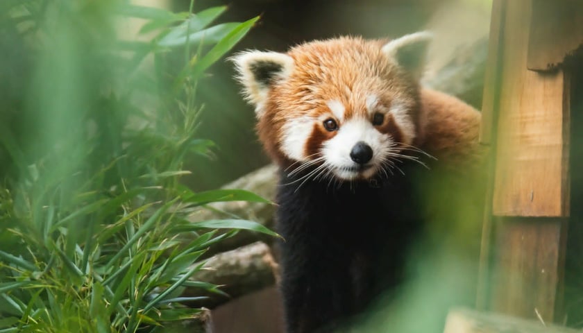 Pandka ruda
