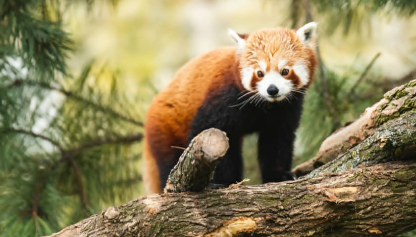 Pandka ruda