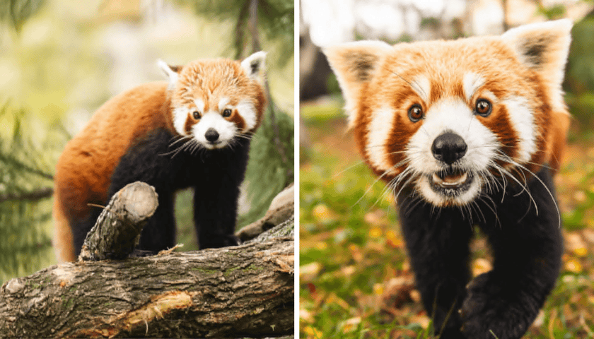 Kolaż 2 zdjęć z pandką rudą z wrocławskiego zoo