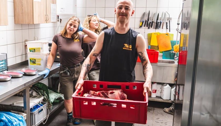 Praca opiekunów ssaków drapieżnych we wrocławskim zoo