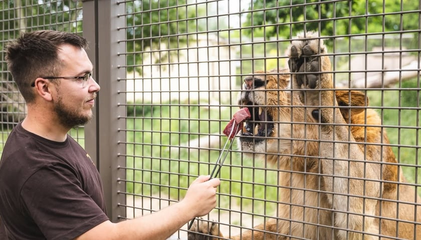 Paweł Sroka, kierownik sekcji ssaków drapieżnych we wrocławskim zoo karmi lwa.