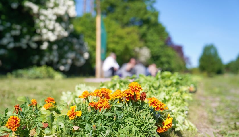 Piknik Wrocławskiego Centrum Integracji na Miejskiej Farmie Wrocław na Swojczycach