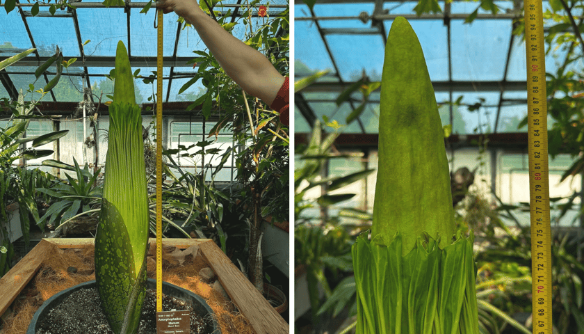 Dziwidło olbrzymie w Ogrodzie Botanicznym UWr - 17 czerwca
