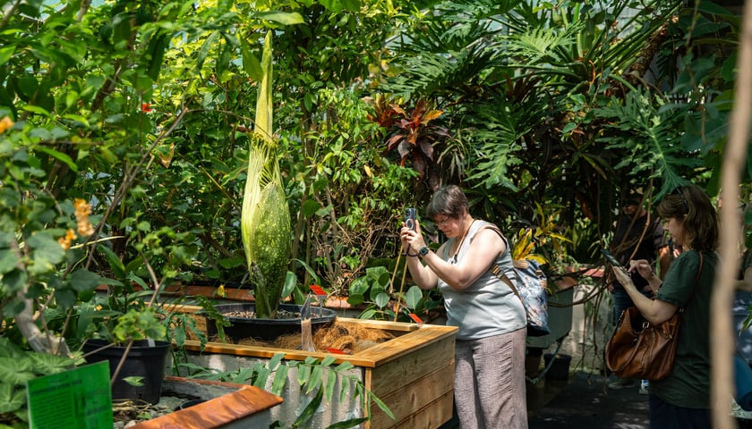 Dziwidło olbrzymie w Ogrodzie Botanicznym UWr - 21 czerwca