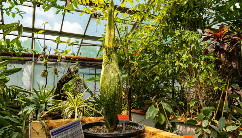 Dziwidło olbrzymie w Ogrodzie Botanicznym UWr - 21 czerwca