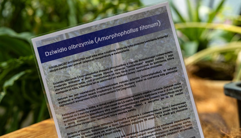 Dziwidło olbrzymie w Ogrodzie Botanicznym UWr - 21 czerwca