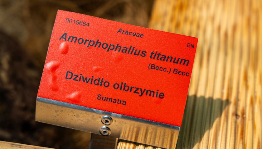 Dziwidło olbrzymie w Ogrodzie Botanicznym UWr - 21 czerwca