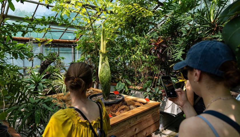 Dziwidło olbrzymie w Ogrodzie Botanicznym UWr - 21 czerwca
