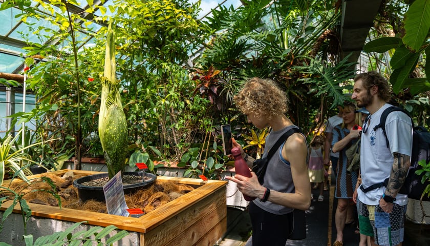 Dziwidło olbrzymie w Ogrodzie Botanicznym UWr - 21 czerwca
