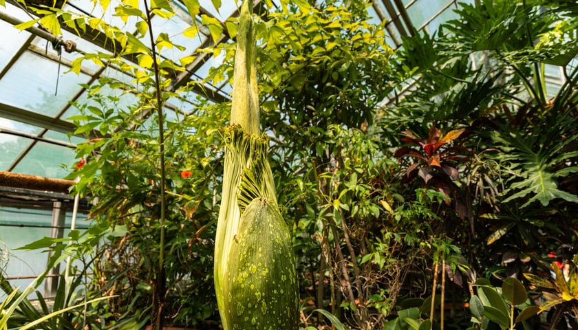 Dziwidło olbrzymie w Ogrodzie Botanicznym UWr - 21 czerwca