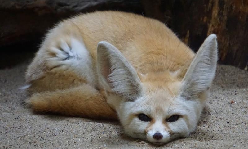 Fenek