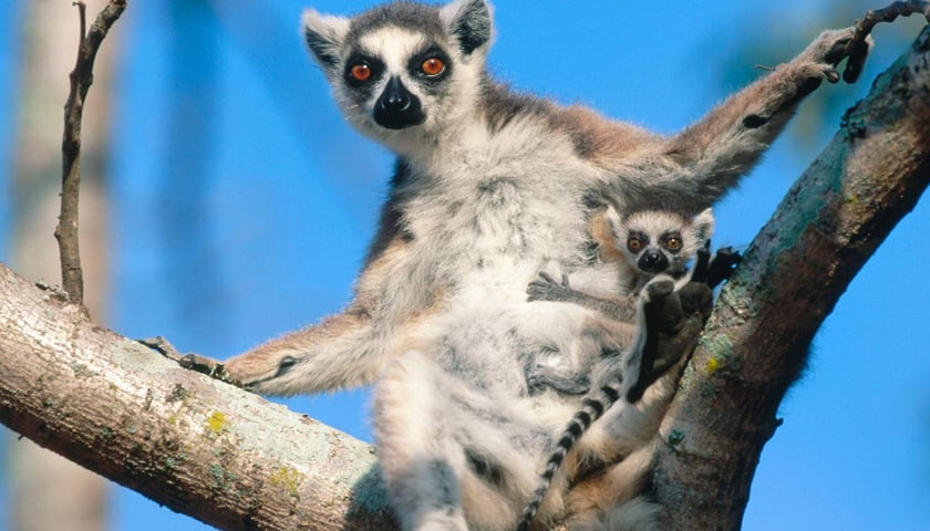 Lemur katta