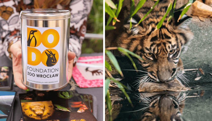 Kolaż 2 zdjęć, z lewej 10-lecie Fundacji ZOO Wrocław-DODO, z prawej tygrys sumatrzański,. jeden z gatunków wspieranych przez Fundację. 