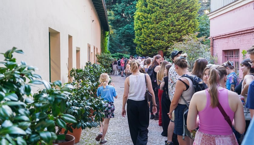 Kwitnące dziwidło olbrzymie z Ogrodu Botanicznego UWr wieczorem 25 czerwca 2026 r.