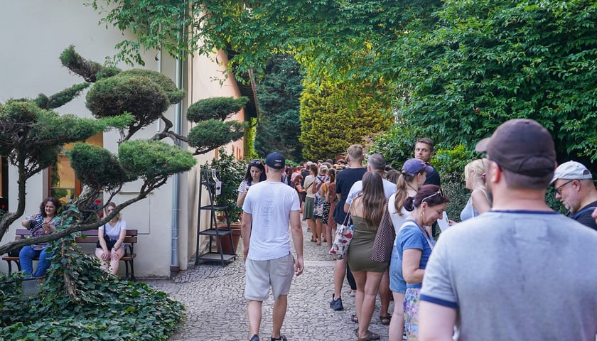 Kwitnące dziwidło olbrzymie z Ogrodu Botanicznego UWr wieczorem 25 czerwca 2026 r.