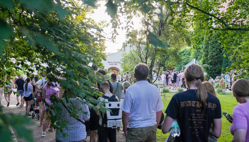Kwitnące dziwidło olbrzymie z Ogrodu Botanicznego UWr wieczorem 25 czerwca 2026 r.