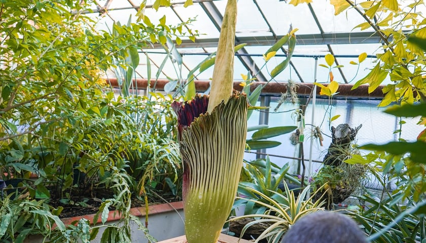 Kwitnące dziwidło olbrzymie z Ogrodu Botanicznego UWr wieczorem 25 czerwca 2026 r.