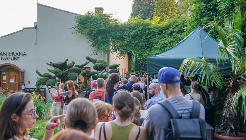 Kwitnące dziwidło olbrzymie z Ogrodu Botanicznego UWr wieczorem 25 czerwca 2026 r.