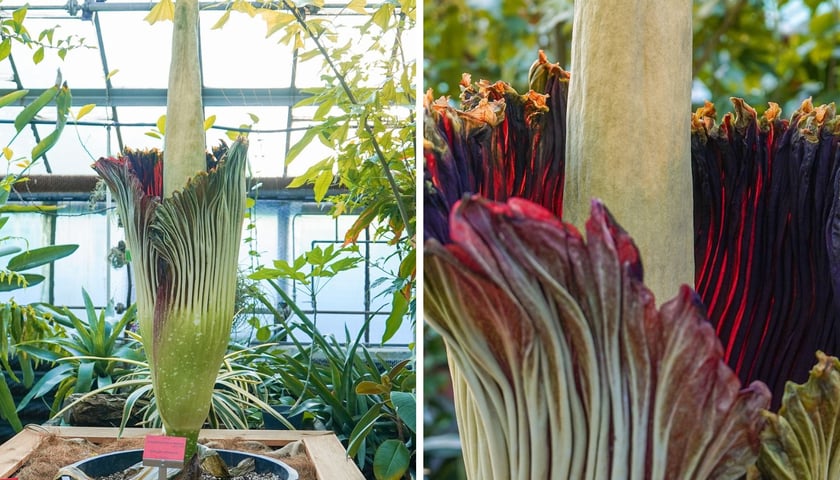 Kwitnące dziwidło olbrzymie z Ogrodu Botanicznego UWr wieczorem 25 czerwca 2026 r.