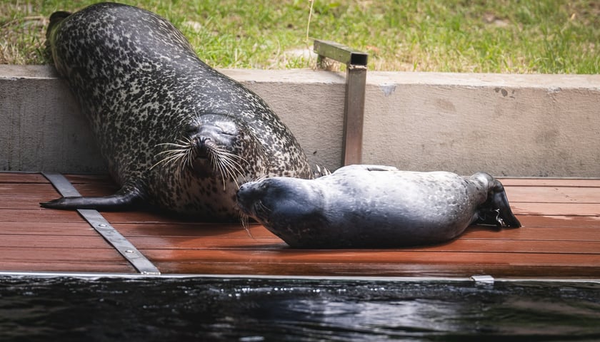 Mako, szczenię foki pospolitej z wrocławskiego zoo