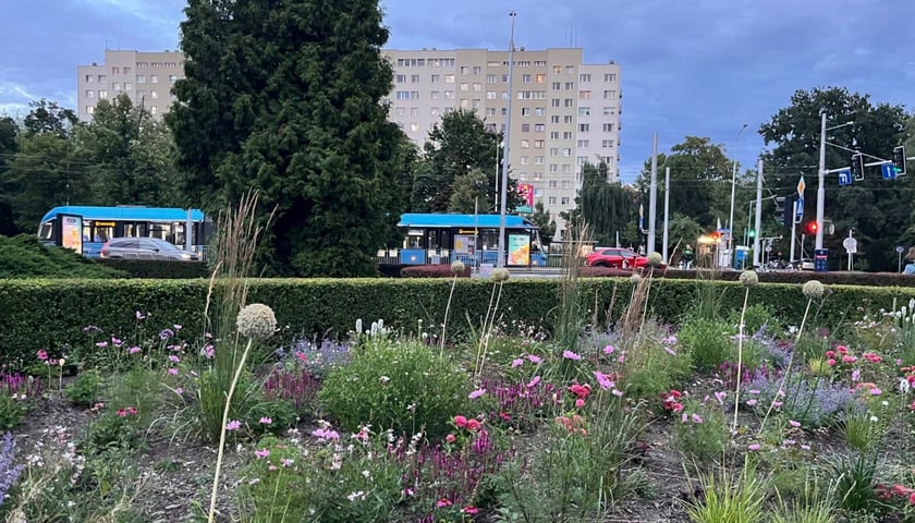 skwer przy skrzyżowani ul. Powstańców Ślaskich i Orlej, na pierwszym planie rośliny, w tle widoczny jest niebieski tramwaj