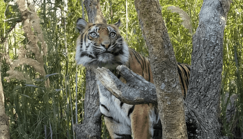 Stopklatka z filmu przygotowanego przez wrocławskie zoo