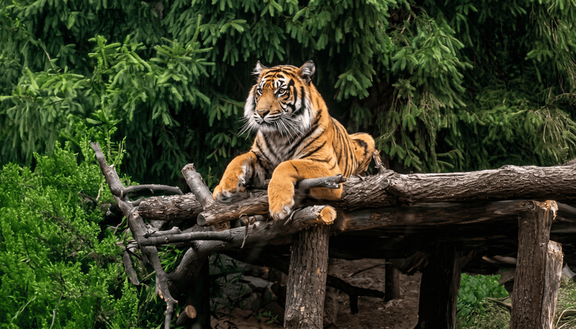Jeden z tygrysów z wrocławskiego zoo leżący na platformie wśród zieleni - stopklatka z filmu wrocławskiego zoo