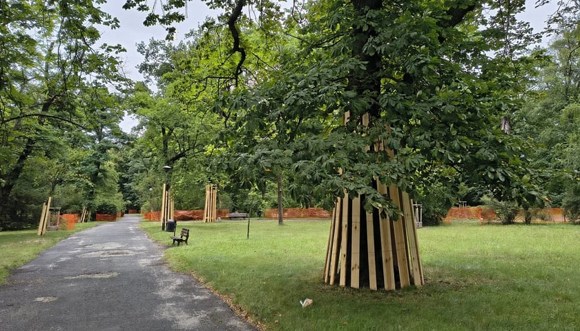 Park Szczytnicki - zabezpieczenie zieleni przed pracami remontowymi, lipiec 2026