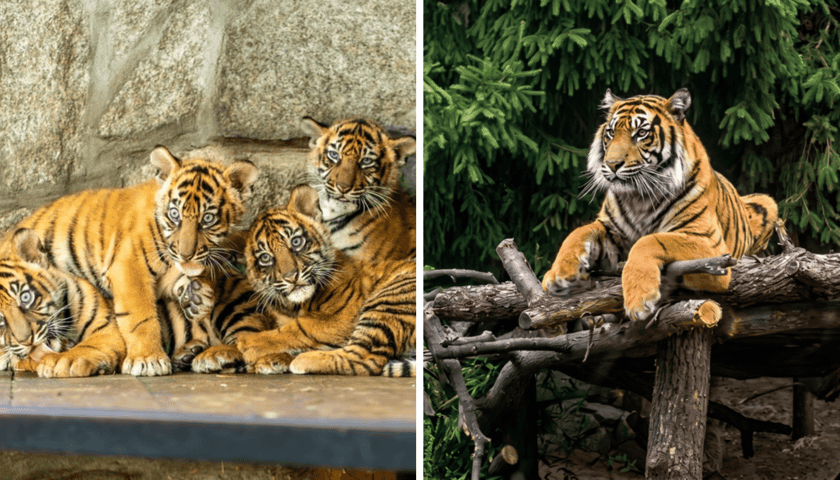 Kolaż 2 zdjęć. Z lewej tygrysy-czworaczki z wrocławskiego zoo kilka tygodni po narodzinach, z prawej jeden z dorosłych już tygrysów