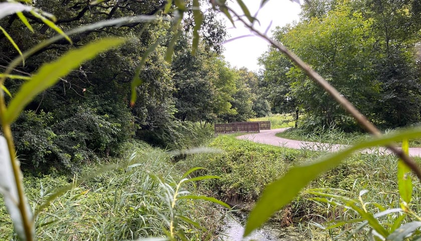 Park Krzycki we Wrocławiu, lipiec 2026