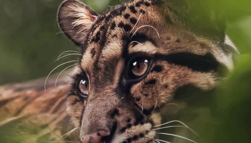 Pantera mglista z wrocławskiego zoo