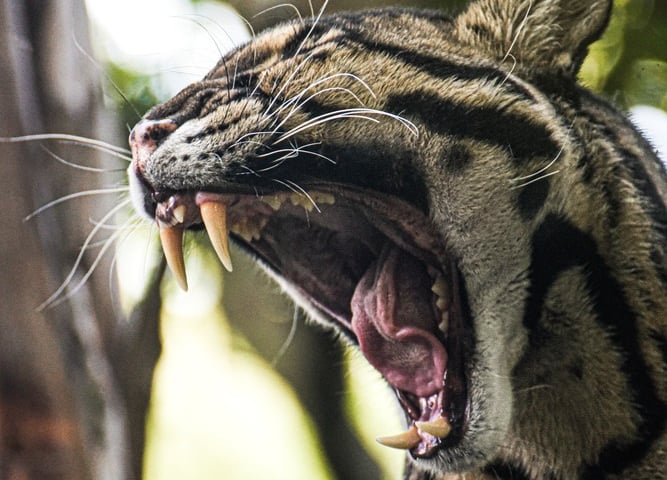 Pantera mglista z wrocławskiego zoo