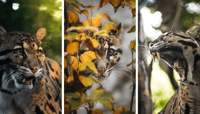 Kolaż 3 zdjęć przedstawiających pantery mgliste z wrocławskiego zoo