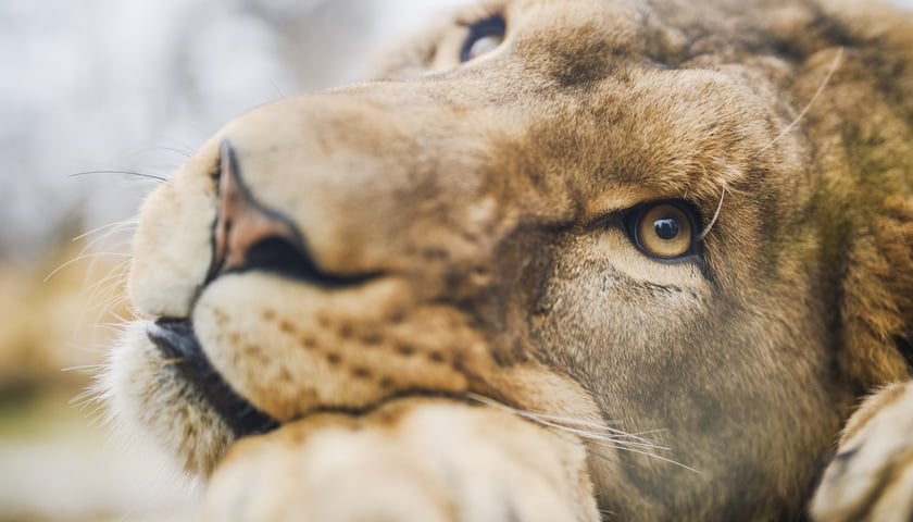 Zdjęcie ilustracyjne: lew z wrocławskiego zoo na wybiegu nowej Lwiarni