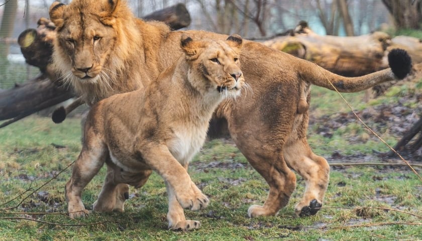 Dwa spośród trzech lwów południowych z wrocławskiego zoo - Malkia i Togo