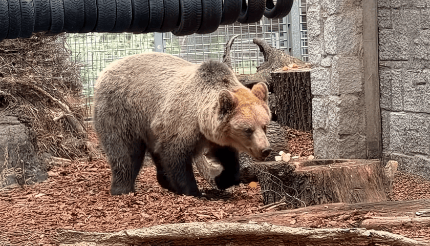 Nowy mieszkaniec wrocławskiego zoo: niespełna 3-letni niedźwiedź brunatny o imieniu Artur