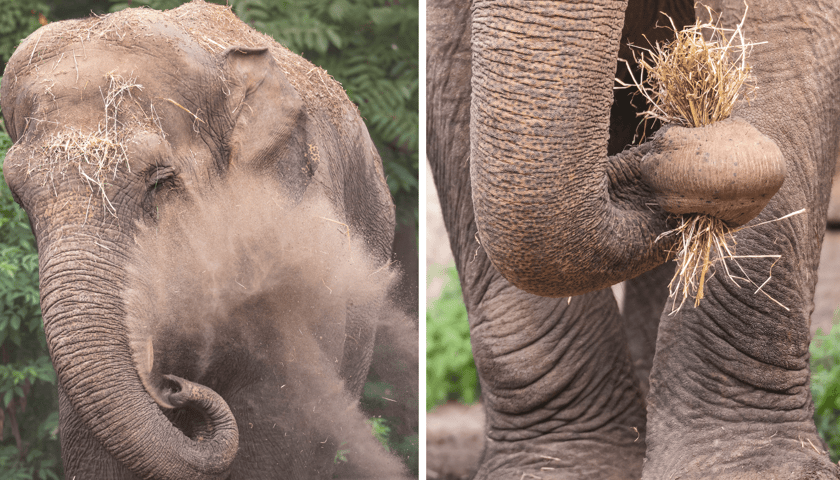 Kolaż 2 zdjęć przedstawiających słonice indyjskie z wrocławskiego zoo, Birmę i Toto