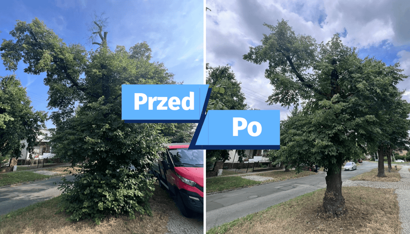 Kolaż 2 zdjęć: zdjęcie drzew przed zabiegami ZZM i po nich