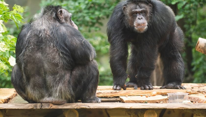 <p>Szympans z wrocławskiego zoo na wybiegu zewnętrznym</p>