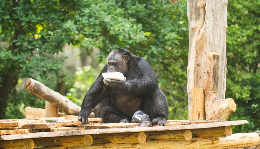 <p>Szympans z wrocławskiego zoo na wybiegu zewnętrznym</p>